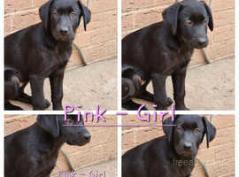 Only 4 Puppies Left!! - F2 Borador Puppies - Ready Now - Worcester