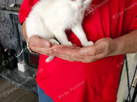 Gorgeous 10 week old female Turkish angora cross pure white kitten price reduced