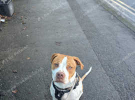 Staffy x american bulldog needs rehoming due to owners change in health
