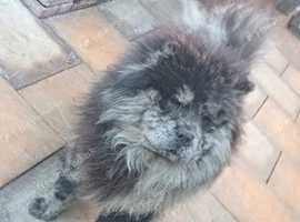 Beautiful male blue Merle chow
