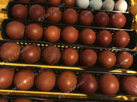 Purebred hatching eggs