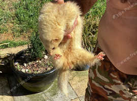 Working sandy ferret