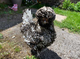 Polish bantam Hatching Eggs, frizzle and smooth, multiple colours. Fertile hatching eggs