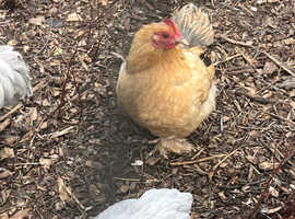 Mixture of pekin bantam hens