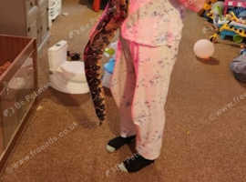 Female 5 year old boa constrictor