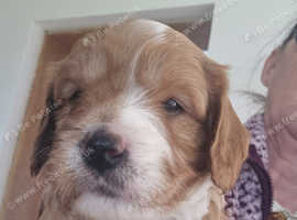F1 cavapoo puppies
