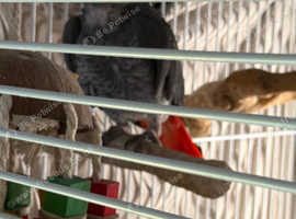 Female African grey Glasgow