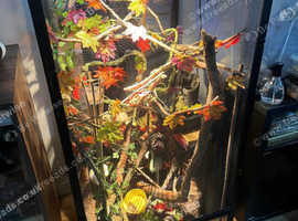 3 Female Chameleons and Full Set Up for Sale