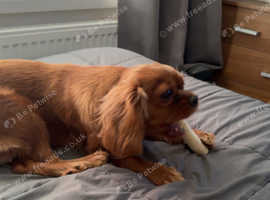 Ruby coloured cavalier female 9 months old