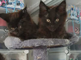 Maine Coon Kittens
