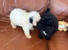 Adorable toy poodles