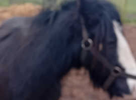 Lovely little coblet for sale