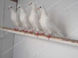 White garden pigeons / doves