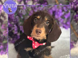 Ready now stunning chocolate wire coat Dachshund girl