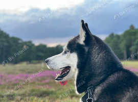 SIBERIAN HUSKY