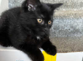 Stunning little black British shorthair kitten