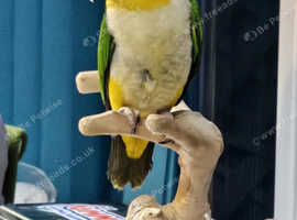 Yellow Thighed Caique Parrot