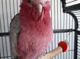 Iv got a galah cockatoo need to sell her see because of health codision