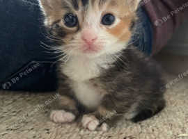Munchkin kitten ready to go