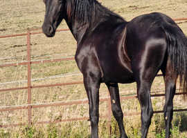 Friesian registered yearling filly.