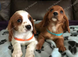 Stunning cavalier King Charles boys