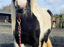 Gorgeous cob mare 4 yr old