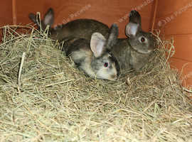 Rabbits Baby bunnies for sale