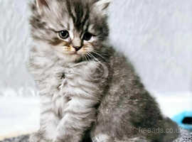 Persian/ragdoll kittens for sale