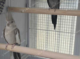 Cockatiel birds for sale