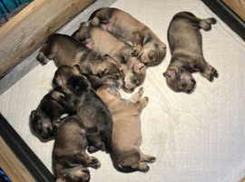 8 miniature schnauzer puppies