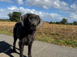 Fully healthy tested Dilute Labradors looking for their forever home