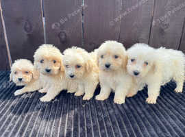F1 goldendoodle 3 girls available
