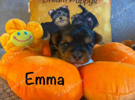 Beautiful small Yorkshire Terrier 2girls Pedigree