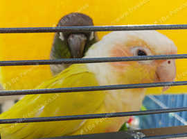 Looking for a Latino cock conure bird