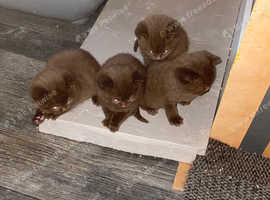 BSH KITTENS