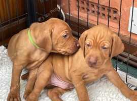 Hungarian vizsla puppies NOW READY