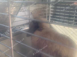 Rabbit female 1 year old