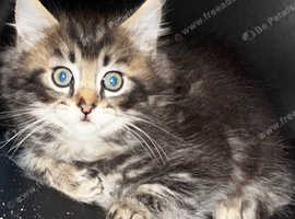 Beautiful Maine Coon kittens