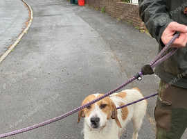 lovely hound bitch for sale