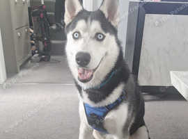 Siberian Husky Needs new Home