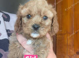 F1 health tested cavapoo pups