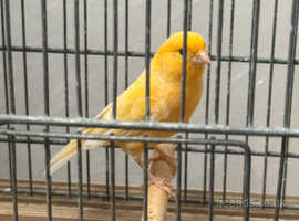 Pretty yellow canaries