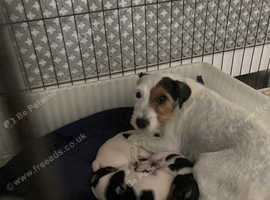 Parsons Jack Russel