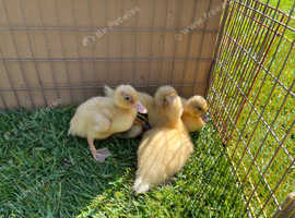 Call ducklings for sale  unsexed