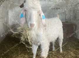 ANGORA BILLY GOAT NEEDS NEW HOME