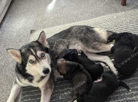 Husky puppies for sale