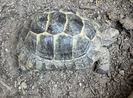 Marginated tortoise (Male)