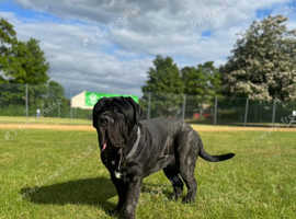 male Neapolitan mastiff