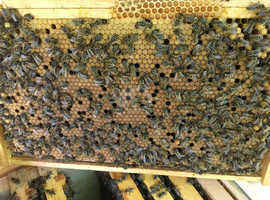 Buckfast bees: Nucs from an Instrumentally Inseminated VSH breeder queen! Standard National frame size