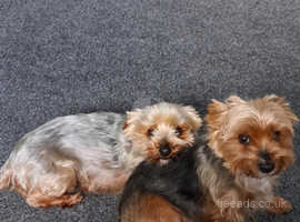 Yorkshire terrier (mum and daughter)